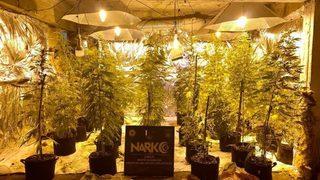 Giresun'da apartmanın bodrumundaki serada kenevir yetiştiren 2 kişi tutuklandı