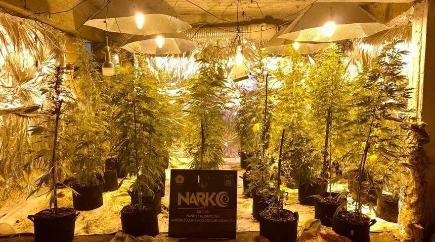 Giresun'da apartmanın bodrumundaki serada kenevir yetiştiren 2 kişi tutuklandı