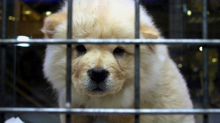 Resmi a&ccedil;ıklama geldi! Petshop'lar Kasaplar Odası'na bağlandı...