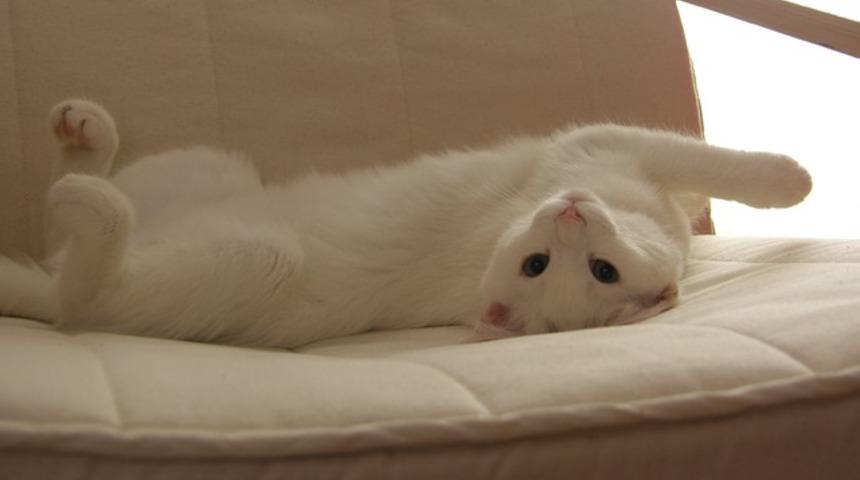 Kedi yavrularına çip takılacak