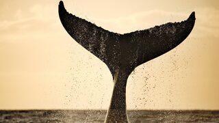 Balinalar Dünya'yı nasıl soğutuyor?