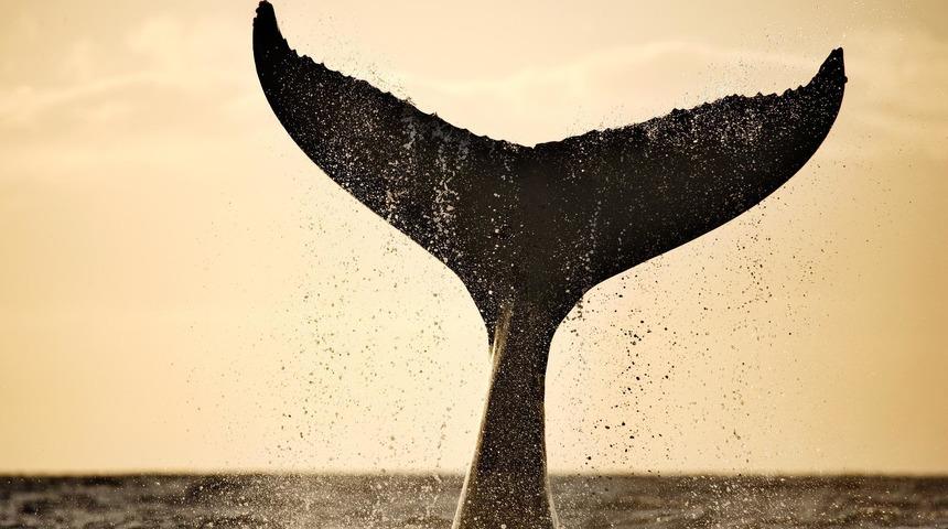 Balinalar Dünya'yı nasıl soğutuyor?