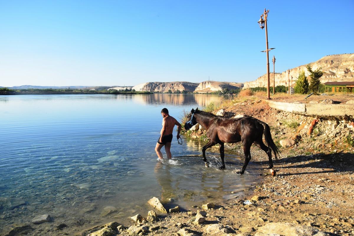 Şanlıurfa'da sıcaktan bunalan atlar Fırat Nehri'nde serinletildi