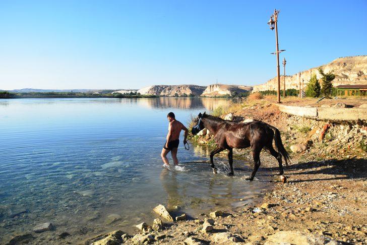 Şanlıurfa'da sıcaktan bunalan atlar Fırat Nehri'nde serinletildi G1