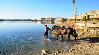 Şanlıurfa'da sıcaktan bunalan atlar Fırat Nehri'nde serinletildi