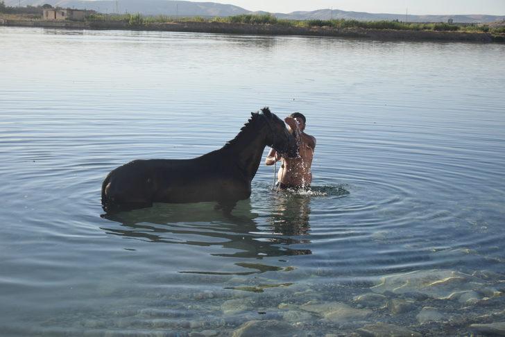 Şanlıurfa'da sıcaktan bunalan atlar Fırat Nehri'nde serinletildi G2