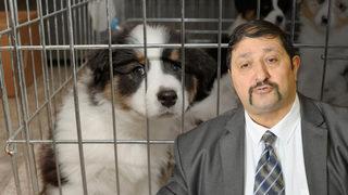 Petshop'ların kasaplar odasına bağlanma kararı tepki çekmişti! Yeni açıklama geldi