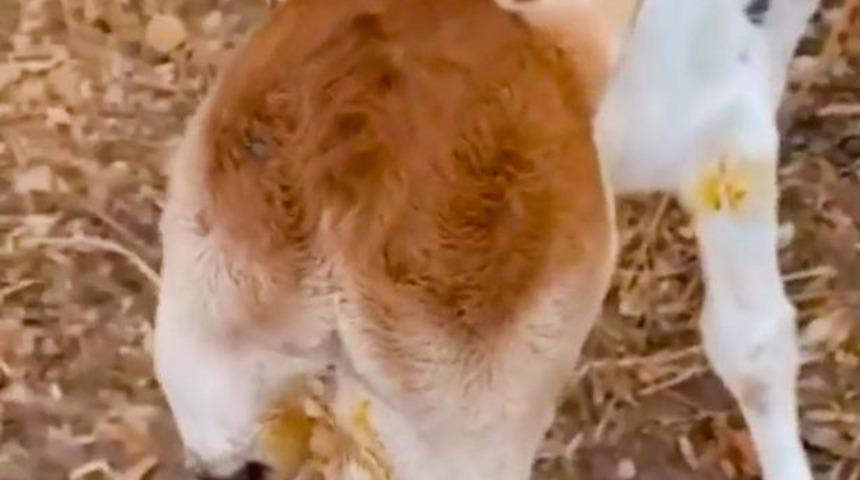 Brezilya’da çift başlı dünyaya gelen buzağı yerel halkı korkuttu! Çiftçi ahırın kapısını açtığında gördüklerine inanamadı