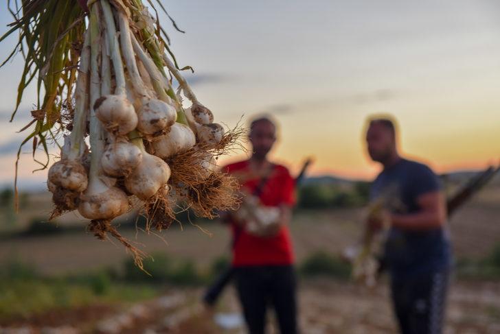 Kastamonu'da sarımsak üreticileri gece hırsızlara karşı nöbet tutuyor G1