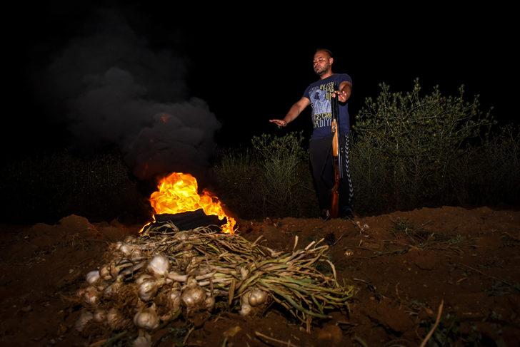 Kastamonu'da sarımsak üreticileri gece hırsızlara karşı nöbet tutuyor G3