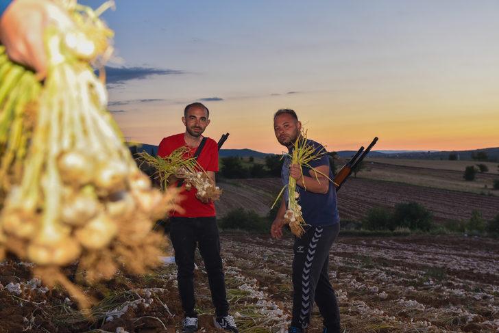 Kastamonu'da sarımsak üreticileri gece hırsızlara karşı nöbet tutuyor G4