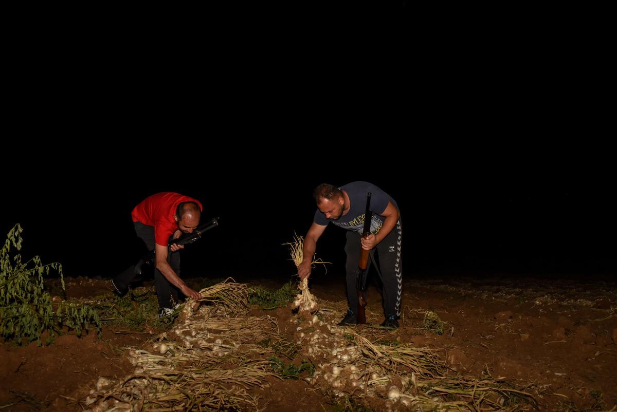 Kastamonu'da sarımsak &uuml;reticileri gece hırsızlara karşı n&ouml;bet tutuyor