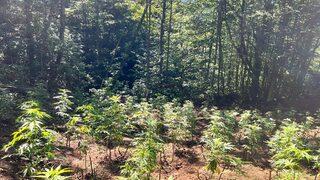 Rize'de ormanlık alanda Hint keneviri yetiştirdikleri iddiasıyla 2 kişi yakalandı