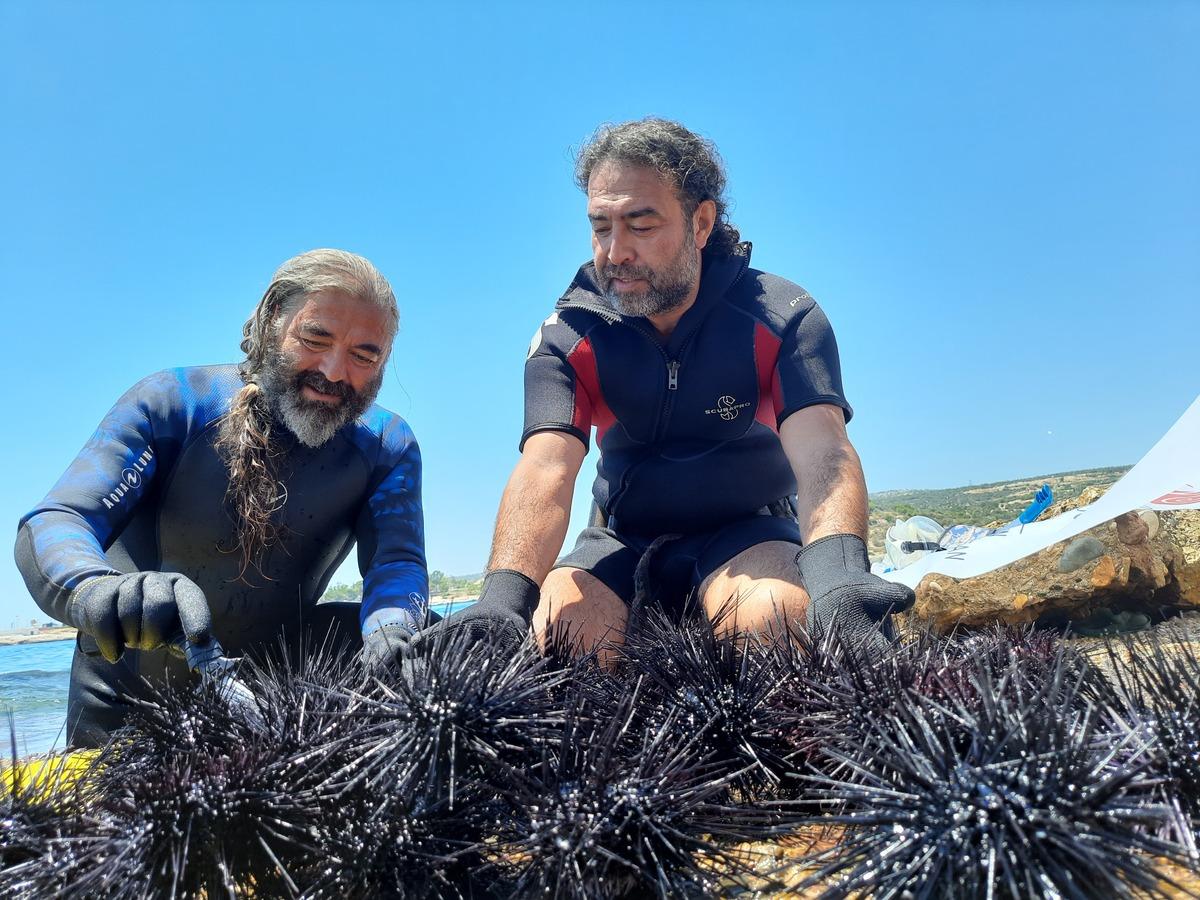 Mersin'de dalış etkinliğinde 37 zehirli deniz kestanesi tespit edildi