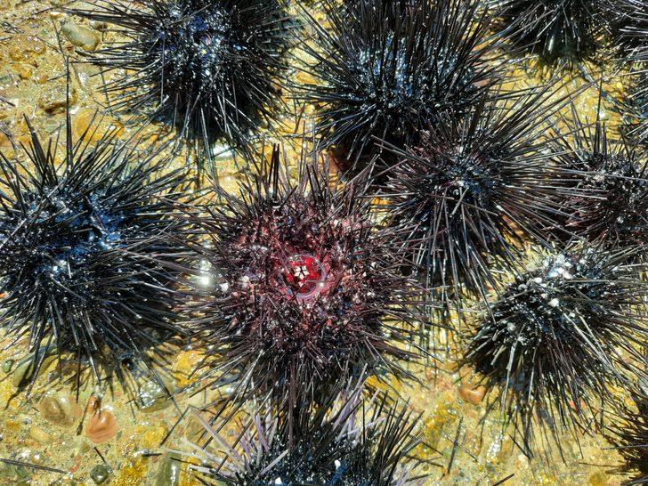 Mersin'de dalış etkinliğinde 37 zehirli deniz kestanesi tespit edildi G2