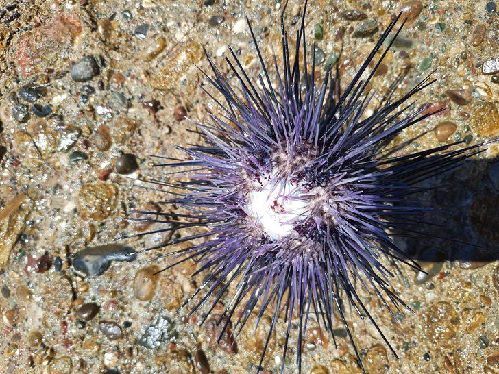 Mersin'de dalış etkinliğinde 37 zehirli deniz kestanesi tespit edildi G3