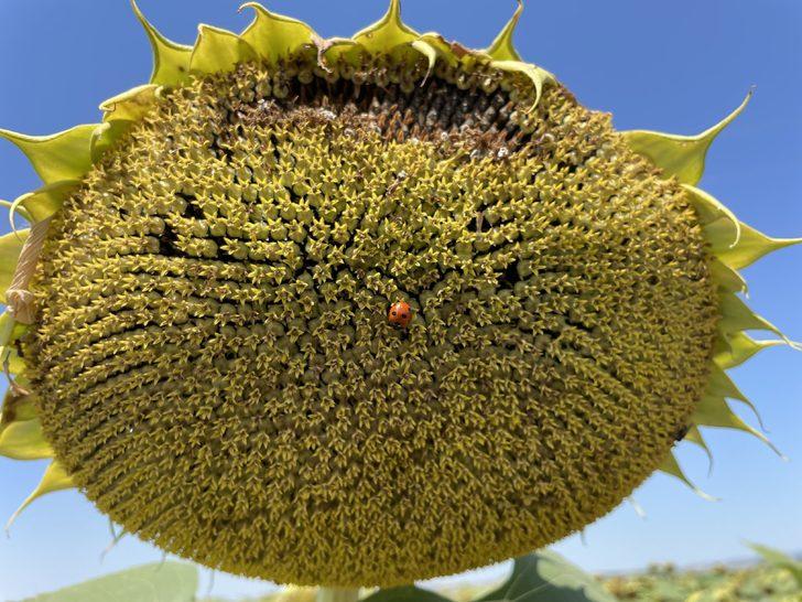 Edirne'de "çayır tırtılına" karşı ayçiçek tarlaları sürekli kontrol ediliyor G1