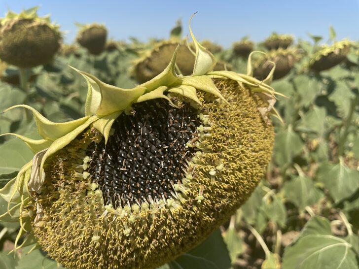 Edirne'de "çayır tırtılına" karşı ayçiçek tarlaları sürekli kontrol ediliyor G2