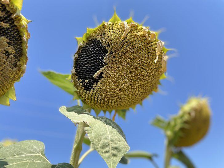 Edirne'de "çayır tırtılına" karşı ayçiçek tarlaları sürekli kontrol ediliyor G3