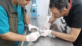 Balıkesir'de otomobilin çarptığı su kaplumbağası tedavi edildi