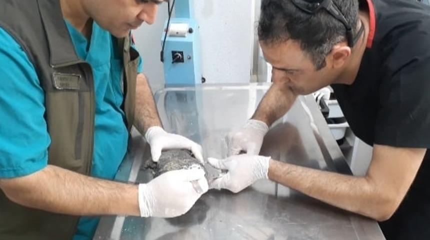 Balıkesir'de otomobilin &ccedil;arptığı su kaplumbağası tedavi edildi