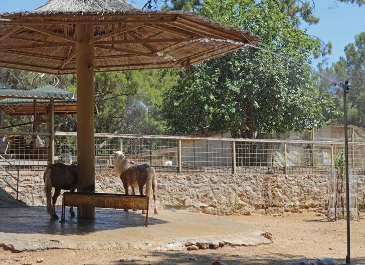 Antalya'da sıcaktan bunalan hayvanlara buzlu meyve kokteyli G2