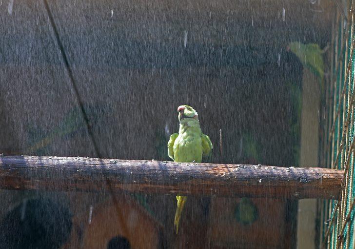 Antalya'da sıcaktan bunalan hayvanlara buzlu meyve kokteyli G3