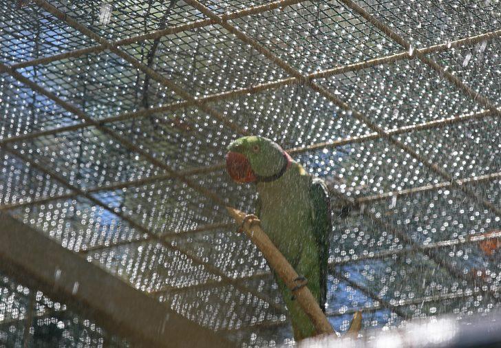 Antalya'da sıcaktan bunalan hayvanlara buzlu meyve kokteyli G4
