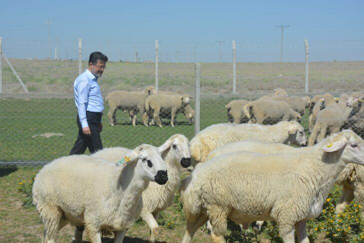 Tarım ve Orman Bakan Yardımcısı Yumaklı, Karapınar'da incelemelerde bulundu: G2
