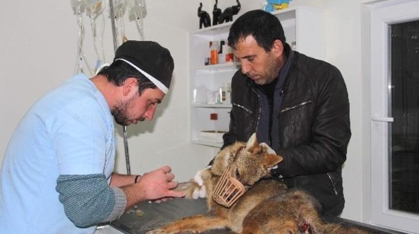 Aracın &ccedil;arptığı yavru kurt tedavi altına alındı