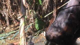 Muğla'da sulama kanalına düşen gebe inek kurtarıldı