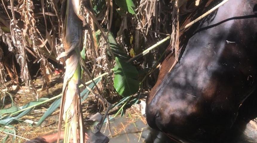 Muğla'da sulama kanalına düşen gebe inek kurtarıldı