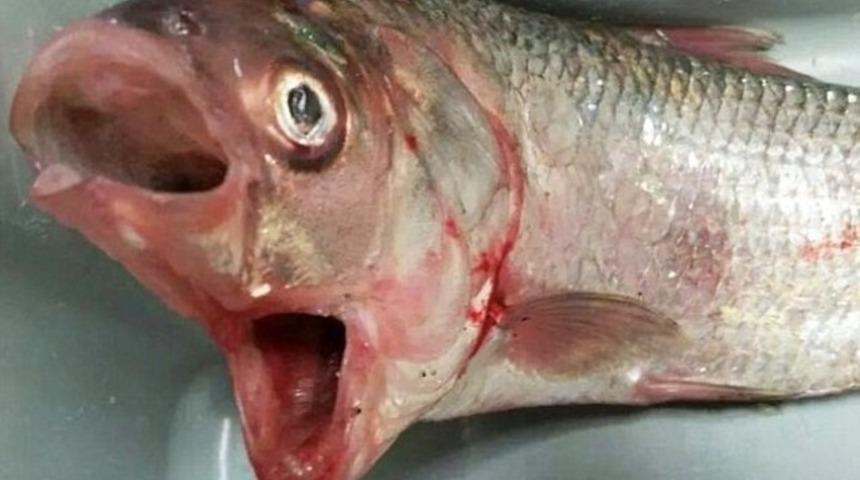 Derinliklerden gelen tuhaf yaratık