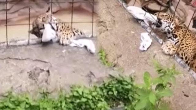 Hayvanat bahçesinde korku dolu anlar! Jaguar 14 yaşındaki çocuğa saldırdı