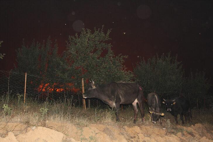 GÜNCELLEME 2 - Kütahya'da çıkan orman yangınına müdahale ediliyor G3