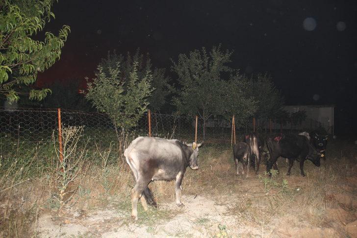 Kütahya'da çıkan orman yangınına gece görüşlü helikopterle müdahale ediliyor G3