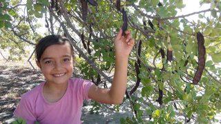 Hırsızlar nedeniyle hasadı erken yapıldı ! Fiyatı 40 lira...