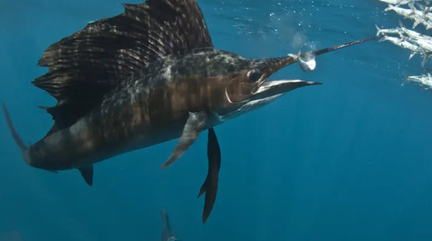 Denizde dehşeti yaşadı! 73 yaşındaki kadının cinsel organını yelken balığı ısırdı