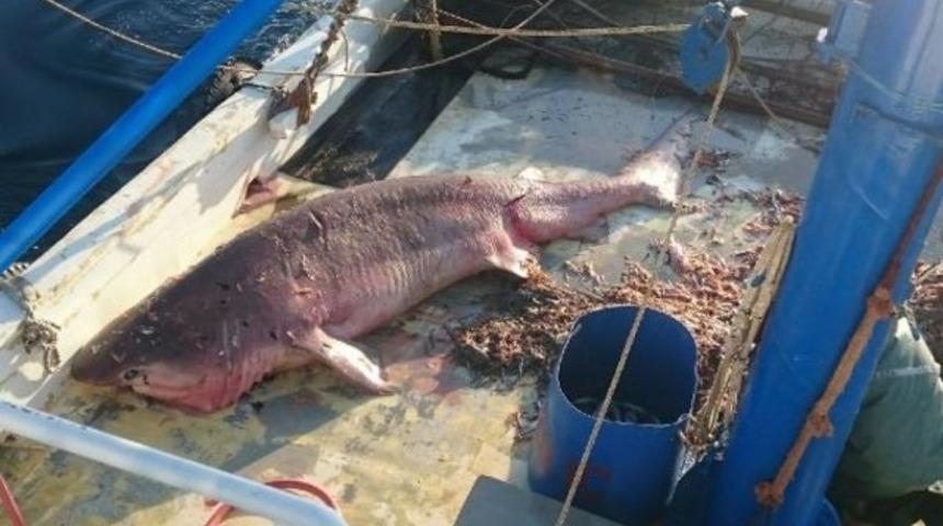 Avşa açıklarında 5 metre boyunda köpekbalığı yakalandı