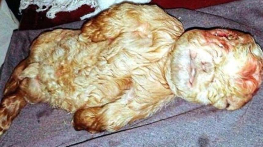 İnsan y&uuml;z&uuml;yle doğan oğlak sosyal medyayı salladı