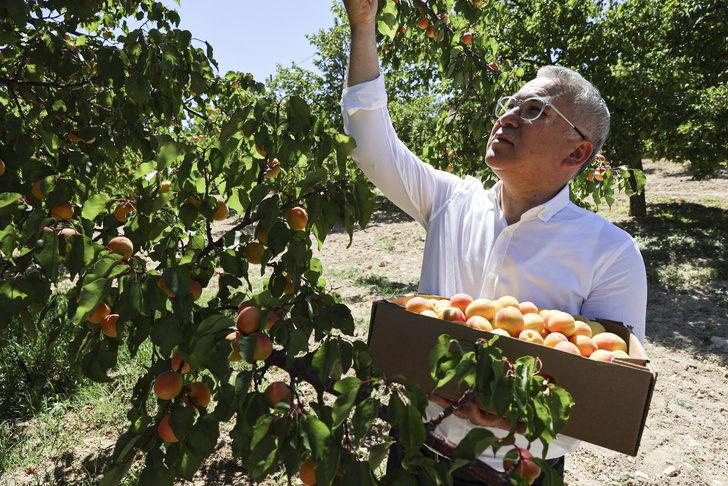 Kayısı üretiminde ilk 10'da yer alan Gürün'de hasat başladı G1
