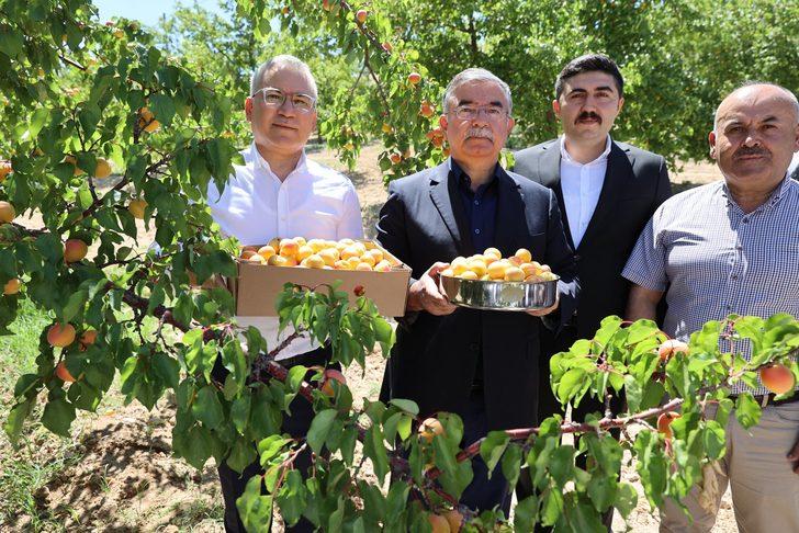 Kayısı üretiminde ilk 10'da yer alan Gürün'de hasat başladı G2