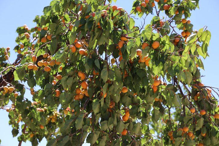 Kayısı üretiminde ilk 10'da yer alan Gürün'de hasat başladı G4