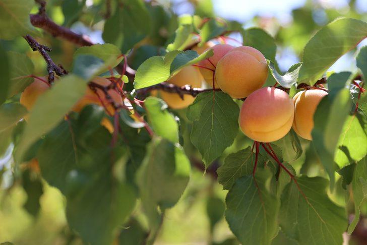 Kayısı üretiminde ilk 10'da yer alan Gürün'de hasat başladı G5