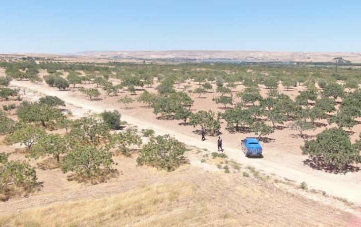 Gaziantep'te hasat dönemi yaklaşan Antep fıstığı için koruma tedbirleri arttırıldı G3