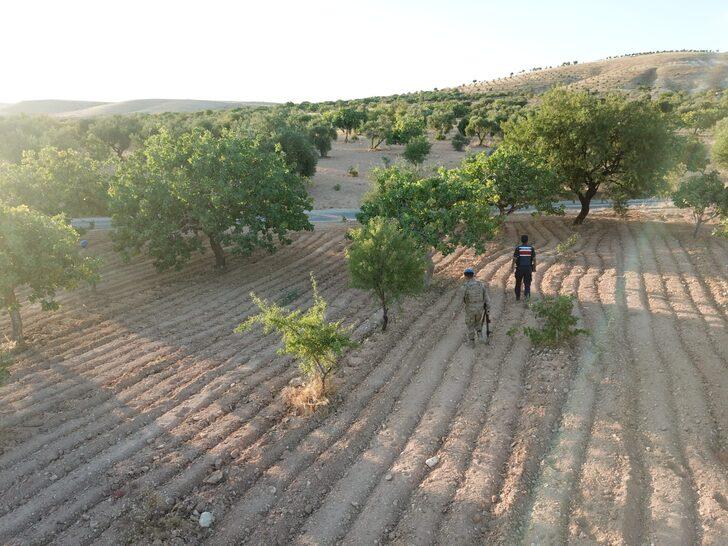 Gaziantep'te hasat dönemi yaklaşan Antep fıstığı için koruma tedbirleri arttırıldı G4