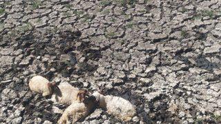 Adıyaman'da çamura saplanan koyunları itfaiye ekipleri kurtardı