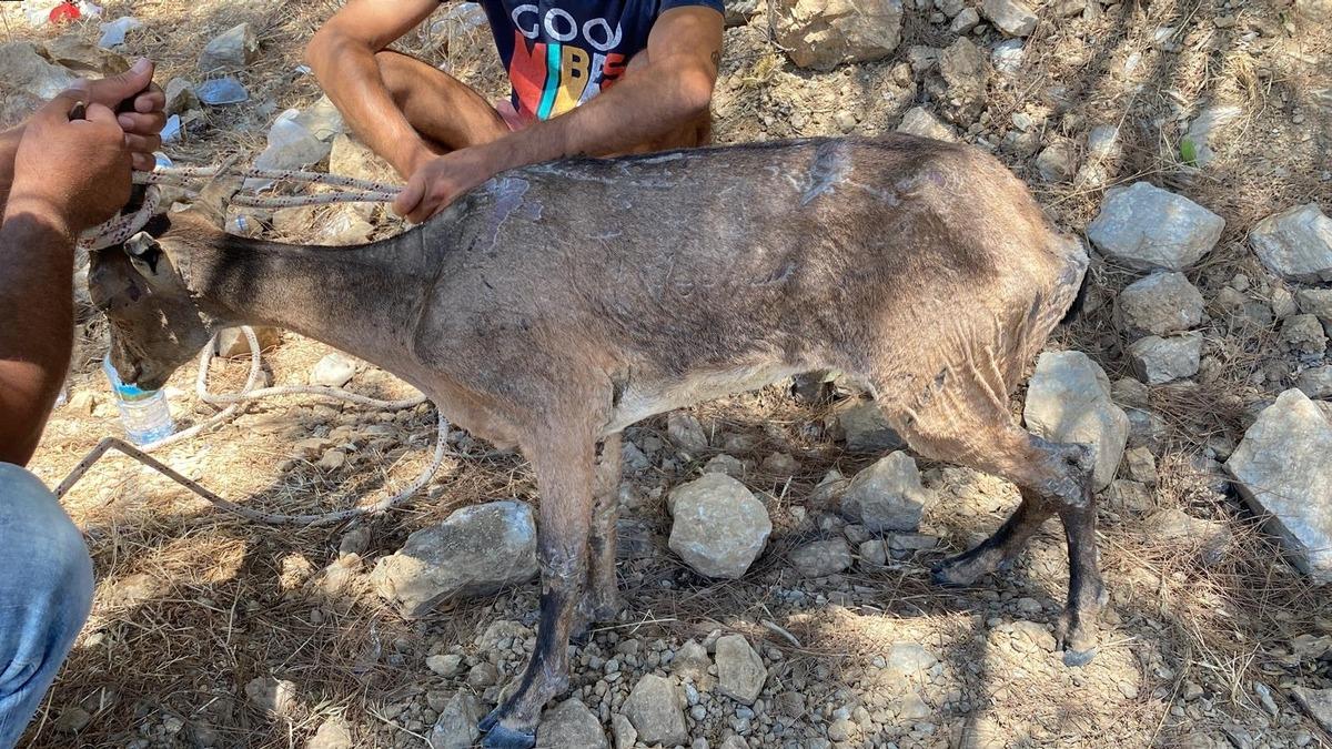 Dat&ccedil;a'da yol kenarında bitkin halde bulunan yaralı dağ ke&ccedil;isi tedaviye alındı