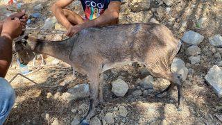 Datça'da yol kenarında bitkin halde bulunan yaralı dağ keçisi tedaviye alındı