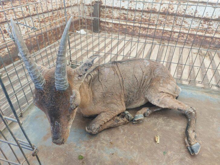 Datça'da yol kenarında bitkin halde bulunan yaralı dağ keçisi tedaviye alındı G2